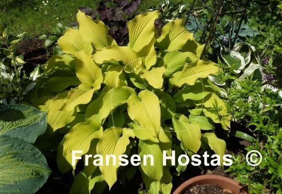 Hosta Sun Power